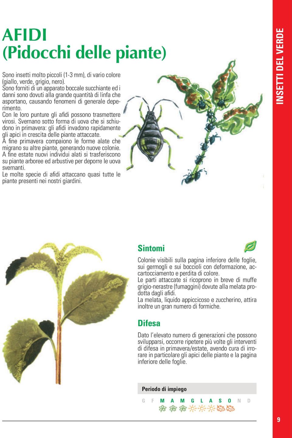 Con le loro punture gli afidi possono trasmettere virosi. Svernano sotto forma di uova che si schiudono in primavera: gli afidi invadono rapidamente gli apici in crescita delle piante attaccate.