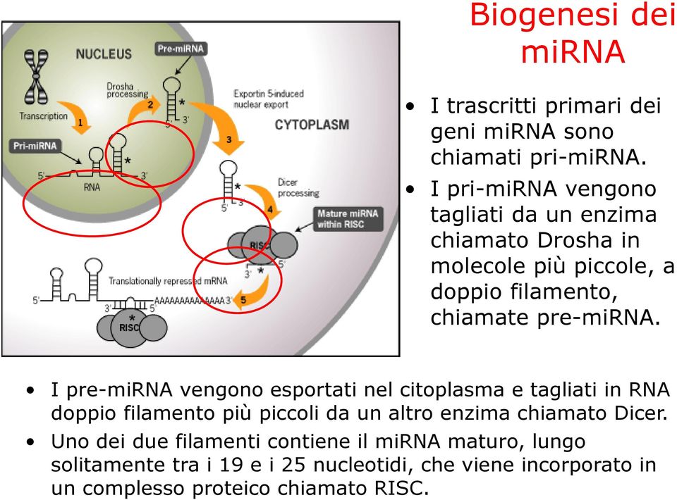 I pre-mirna vengono esportati nel citoplasma e tagliati in RNA doppio filamento più piccoli da un altro enzima chiamato