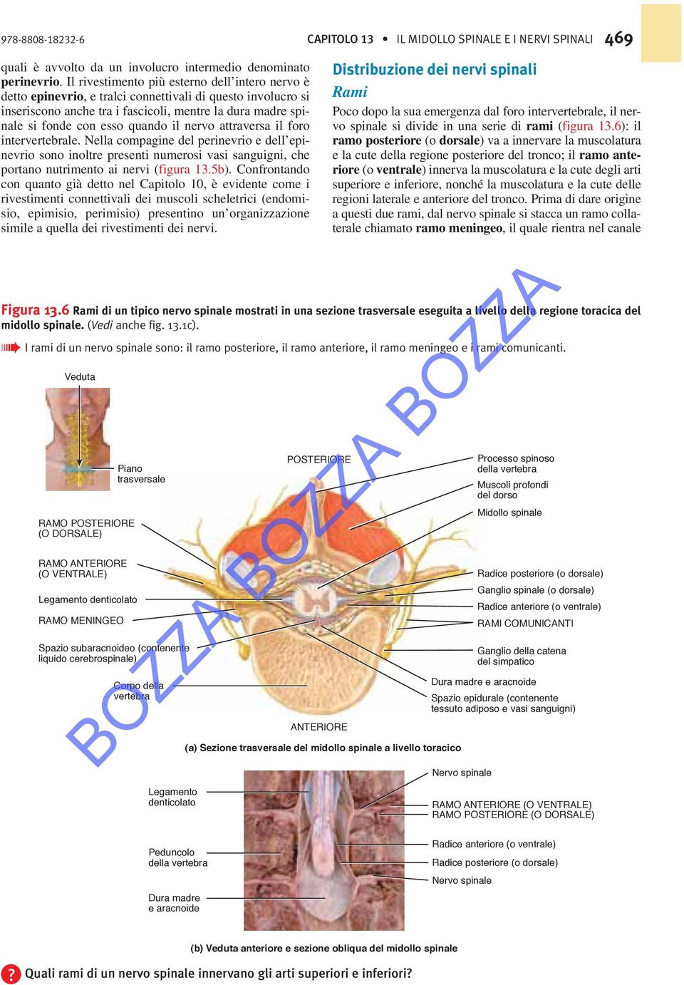 il nervo attraversa il foro intervertebrale. Nella compagine del perinevrio e dell epinevrio sono inoltre presenti numerosi vasi sanguigni, che portano nutrimento ai nervi (figura 13.5b).