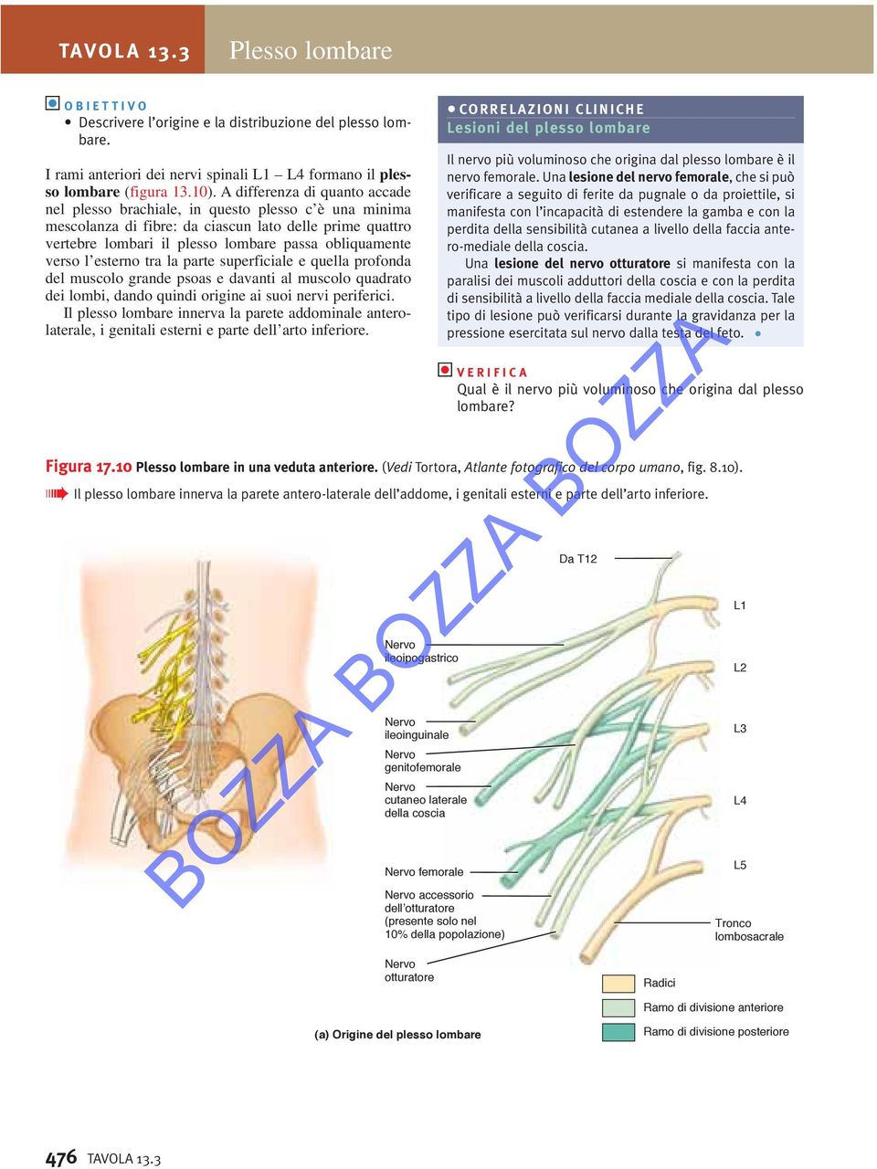 verso l esterno tra la parte superficiale e quella profonda del muscolo grande psoas e davanti al muscolo quadrato dei lombi, dando quindi origine ai suoi nervi periferici.