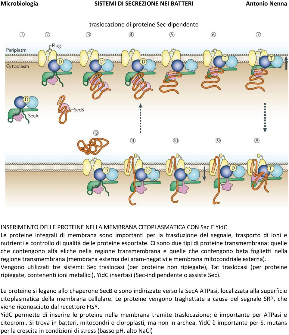 Ci sono due tipi di proteine transmembrana: quelle che contengono alfa eliche nella regione transmembrana e quelle che contengono beta foglietti nella regione transmembrana (membrana esterna dei