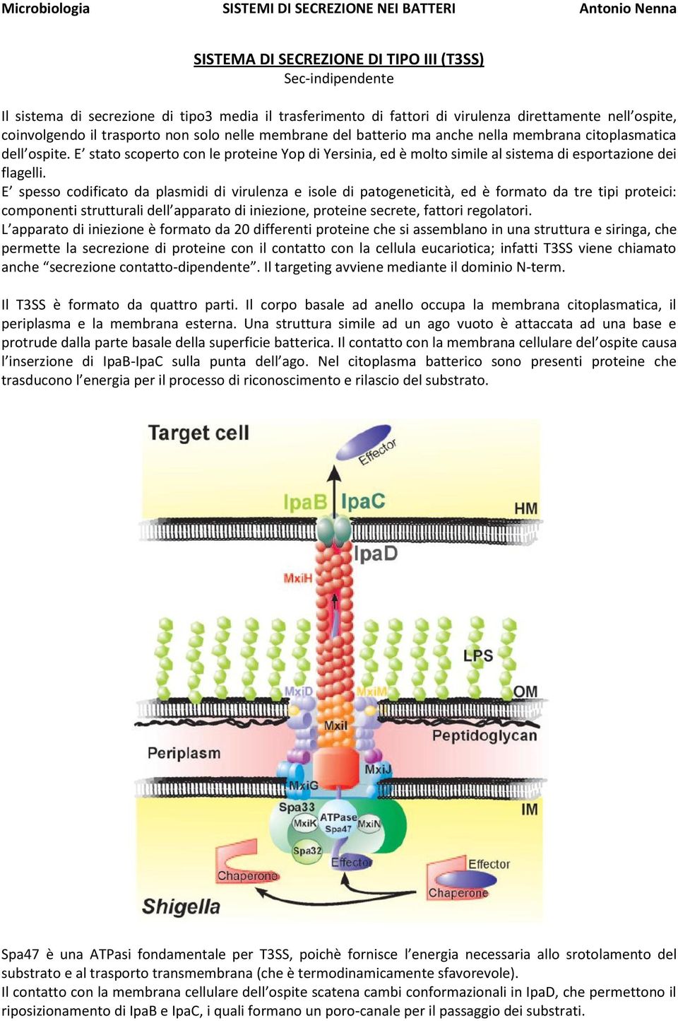 E spesso codificato da plasmidi di virulenza e isole di patogeneticità, ed è formato da tre tipi proteici: componenti strutturali dell apparato di iniezione, proteine secrete, fattori regolatori.