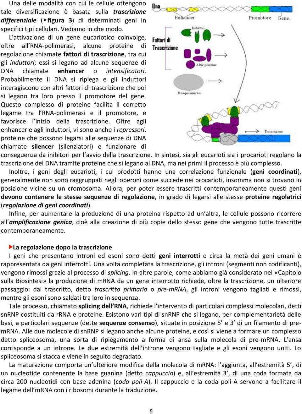 DNA chiamate enhancer o intensificatori. Probabilmente il DNA si ripiega e gli induttori interagiscono con altri fattori di trascrizione che poi si legano tra loro presso il promotore del gene.