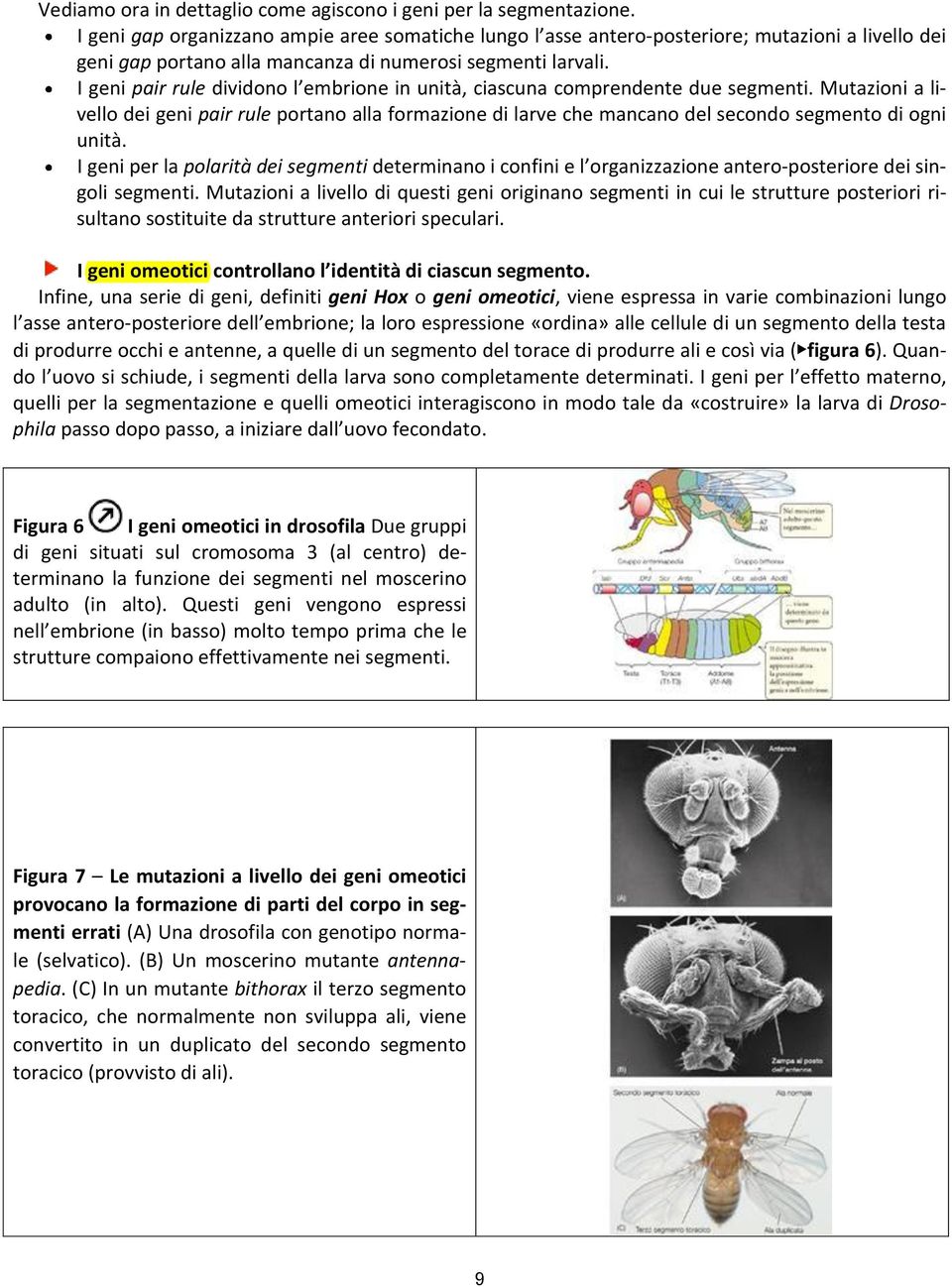 I geni pair rule dividono l embrione in unità, ciascuna comprendente due segmenti.