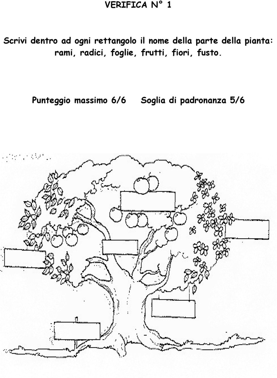 pianta: rami, radici, foglie, frutti,