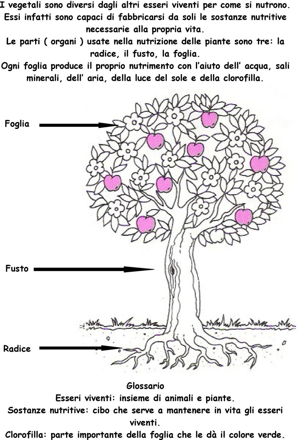 Le parti ( organi ) usate nella nutrizione delle piante sono tre: la radice, il fusto, la foglia.