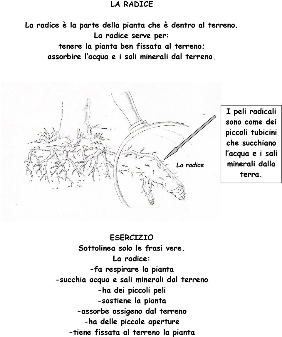 I peli radicali sono come dei piccoli tubicini che succhiano l acqua e i sali minerali dalla terra.