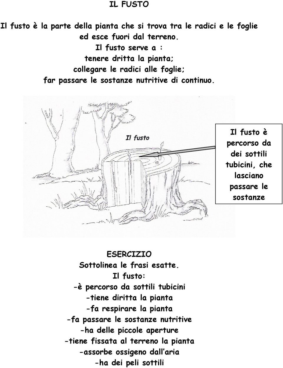 Il fusto è percorso da dei sottili tubicini, che lasciano passare le sostanze ESERCIZIO Sottolinea le frasi esatte.