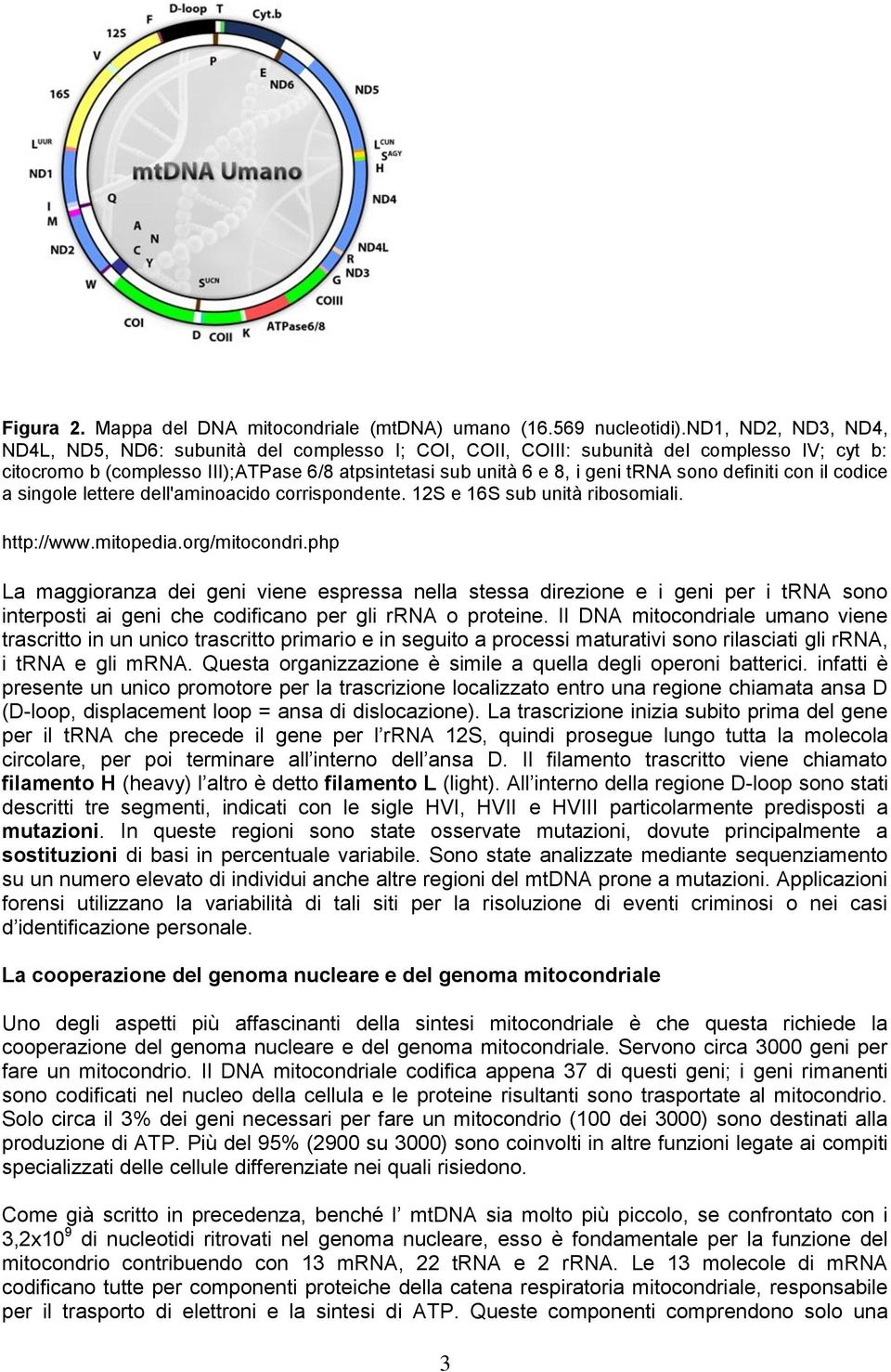 definiti con il codice a singole lettere dell'aminoacido corrispondente. 12S e 16S sub unità ribosomiali. http://www.mitopedia.org/mitocondri.