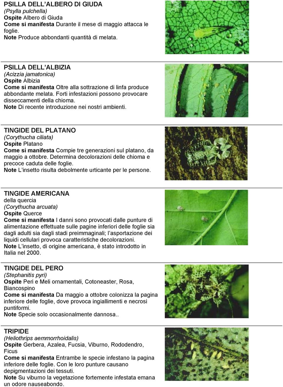 Note Di recente introduzione nei nostri ambienti. TINGIDE DEL PLATANO (Corythucha ciliata) Ospite Platano Come si manifesta Compie tre generazioni sul platano, da maggio a ottobre.