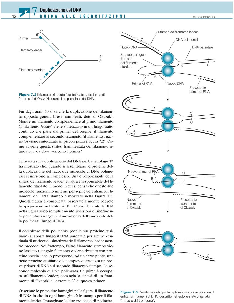 A Primer di RNA Nuovo DNA Precedente primer di RNA Fin dagli anni 60 si sa che la duplicazione del filamento opposto genera brevi frammenti, detti di Okazaki.