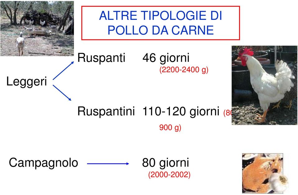 (2200-2400 g) Ruspantini 110-120