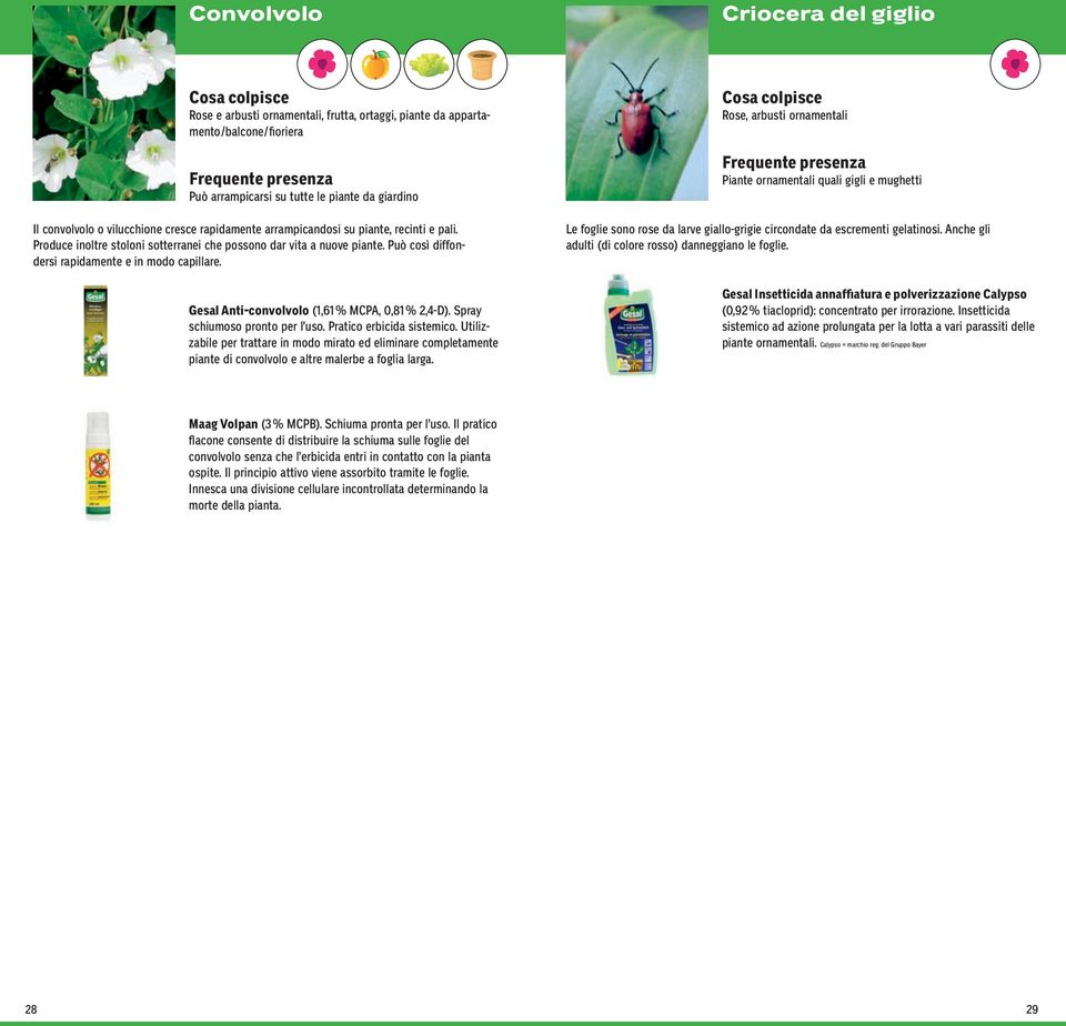 Gesal Anti-convolvolo (1,61 % MCPA, 0,81 % 2,4-D). Spray schiumoso pronto per l uso. Pratico erbicida sistemico.