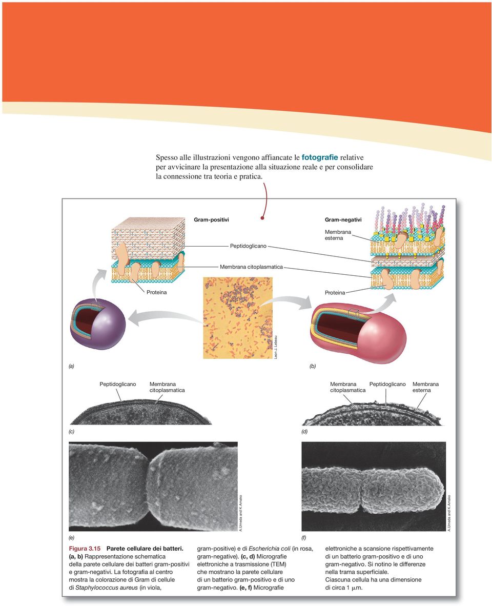 Lebeau Proteina (a) (b) Membrana citoplasmatica Membrana Peptidoglicano citoplasmatica (c) Membrana esterna A.Umeda and K. Amako (d) (e) Figura 3.15 Parete cellulare dei batteri.