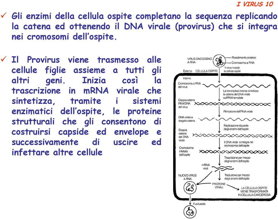 Il Provirus viene trasmesso alle cellule figlie assieme a tutti gli altri geni.