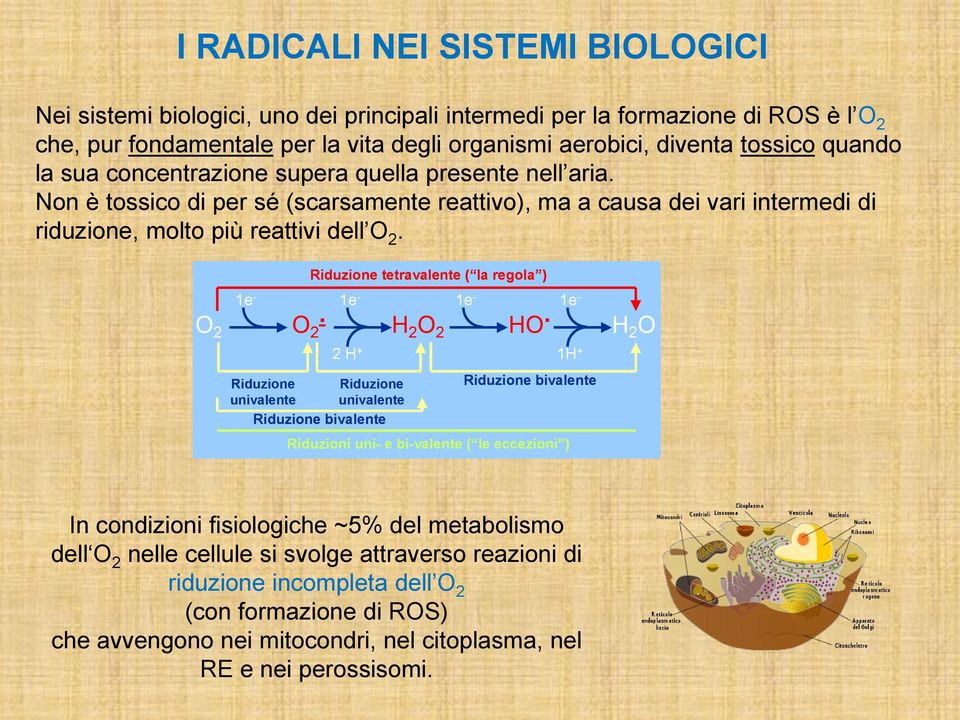 1e - 1e - Riduzione tetravalente ( la regola ) O O. 2 2 H 2 O 2 HO.