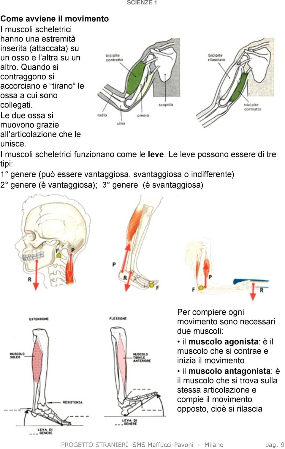 Le leve possono essere di tre tipi: 1 genere (può essere vantaggiosa, svantaggiosa o indifferente) 2 genere (è vantaggiosa); 3 genere (è svantaggiosa) Per compiere ogni movimento sono