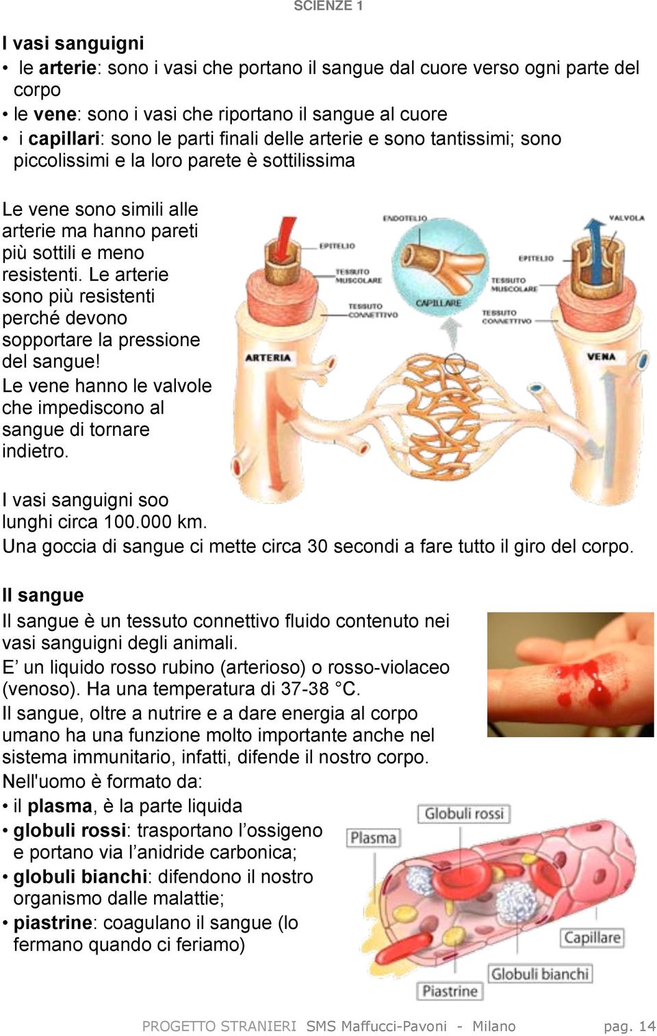 Le arterie sono più resistenti perché devono sopportare la pressione del sangue! Le vene hanno le valvole che impediscono al sangue di tornare indietro.