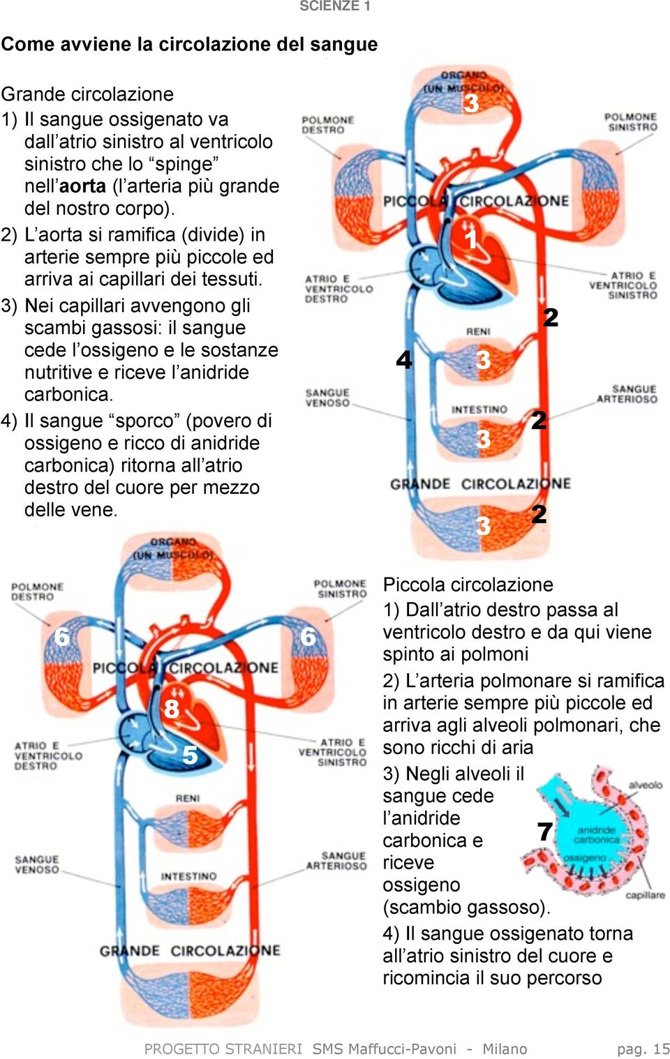 3) Nei capillari avvengono gli scambi gassosi: il sangue cede l ossigeno e le sostanze nutritive e riceve l anidride carbonica.