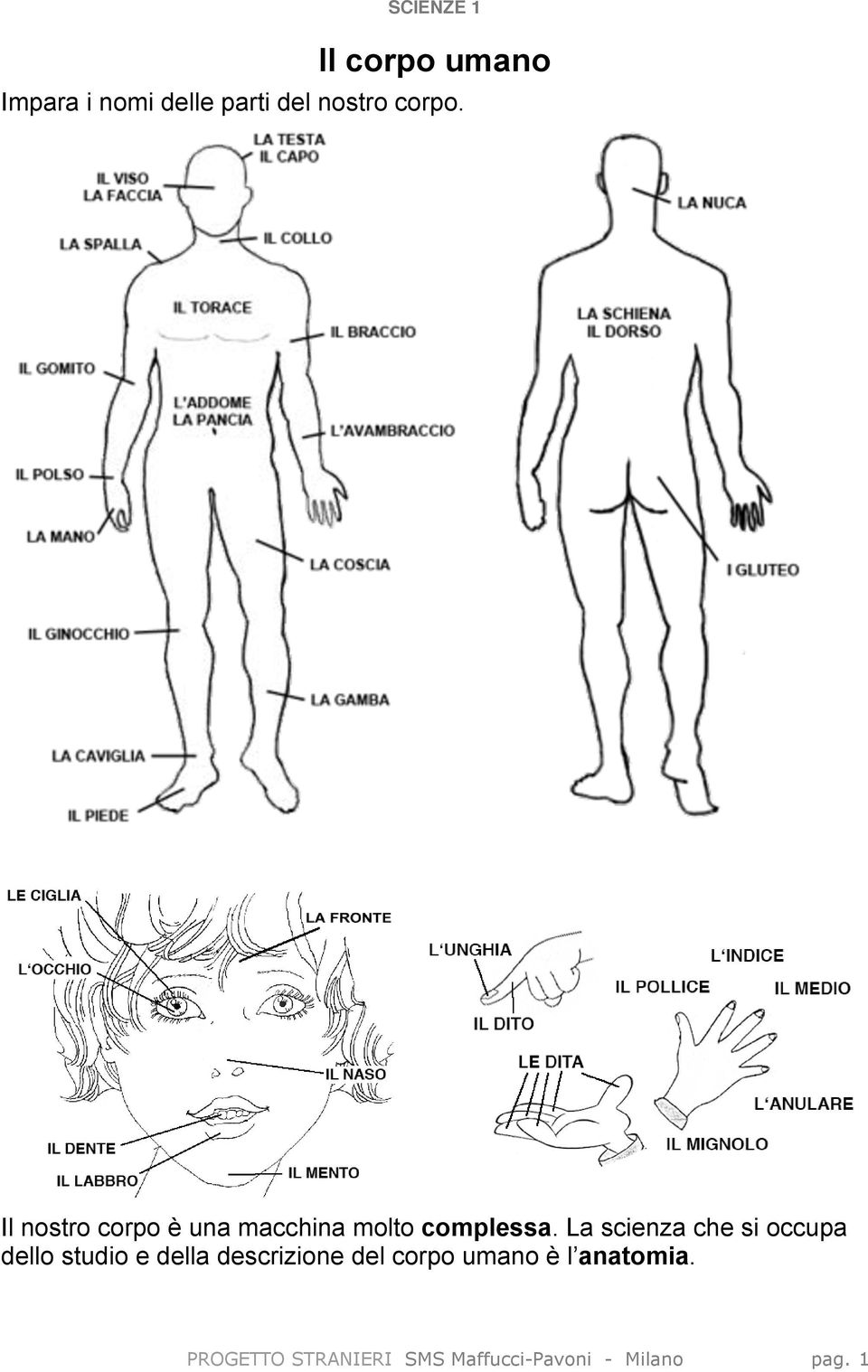 l anatomia. corpo e rispondi: A cosa servono? Come funzionano? Come le usi? Quando le usi?