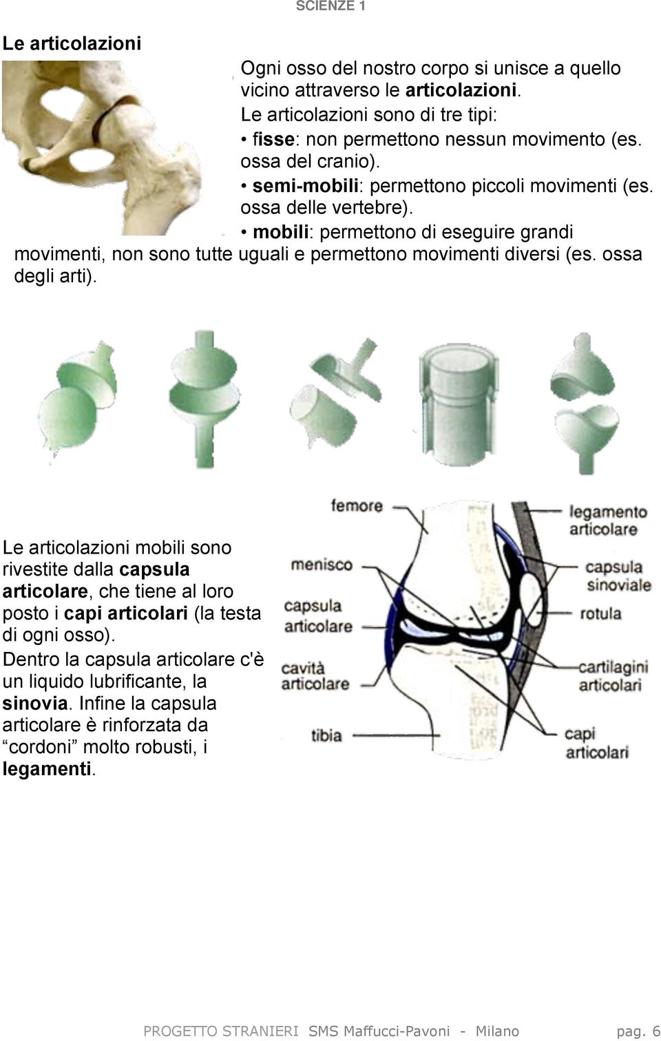 mobili: permettono di eseguire grandi movimenti, non sono tutte uguali e permettono movimenti diversi (es. ossa degli arti).