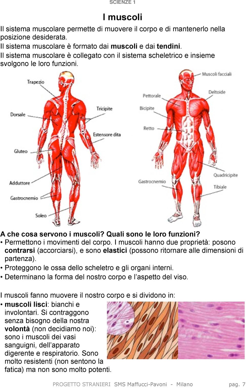 I muscoli hanno due proprietà: posono contrarsi (accorciarsi), e sono elastici (possono ritornare alle dimensioni di partenza). Proteggono le ossa dello scheletro e gli organi interni.