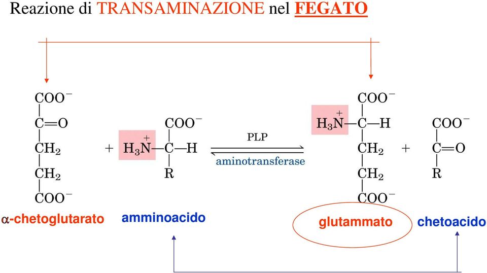 FEGATO