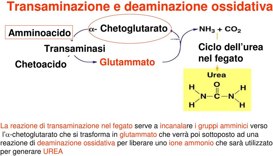 gruppi amminici verso l -chetoglutarato che si trasforma in glutammato che verrà poi sottoposto ad