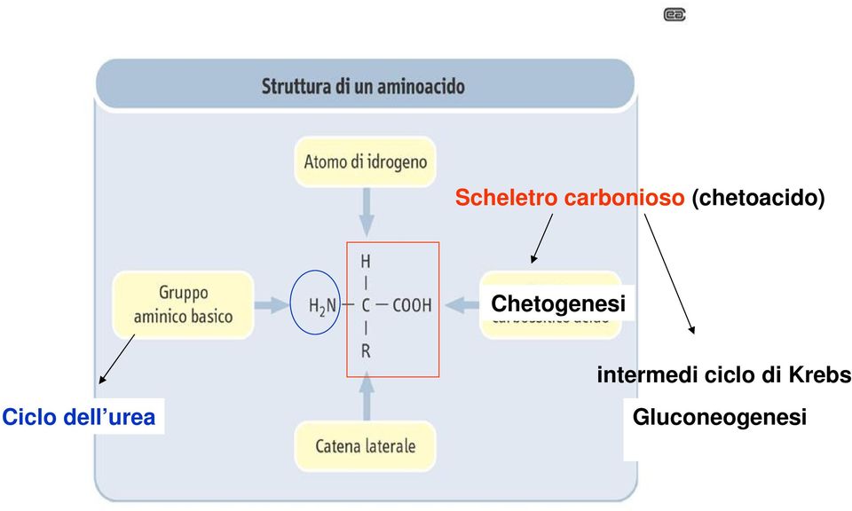 intermedi ciclo di Krebs