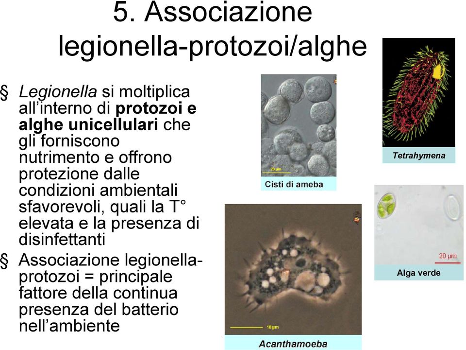 ambientali sfavorevoli, quali la T elevata e la presenza di disinfettanti Associazione