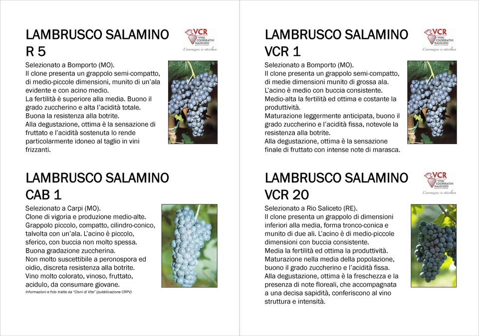 Alla degustazione, ottima è la sensazione di fruttato e l acidità sostenuta lo rende particolarmente idoneo al taglio in vini frizzanti. LAMBRUSCO SALAMINO CAB 1 Selezionato a Carpi (MO).