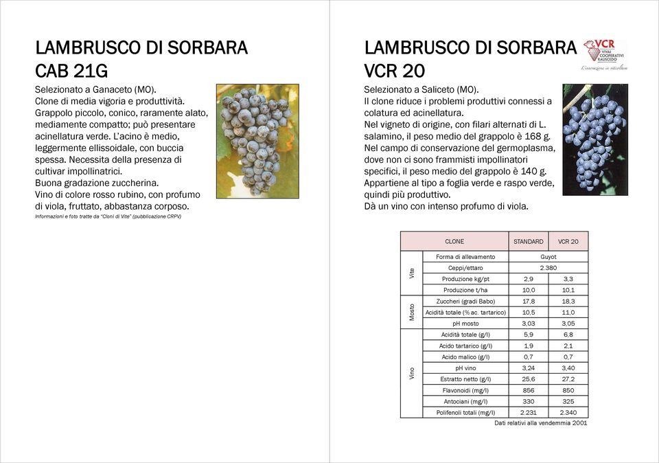 Vino di colore rosso rubino, con profumo di viola, fruttato, abbastanza corposo.