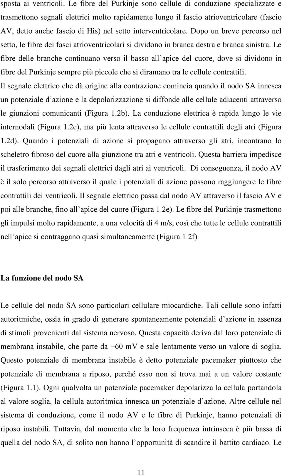 interventricolare. Dopo un breve percorso nel setto, le fibre dei fasci atrioventricolari si dividono in branca destra e branca sinistra.