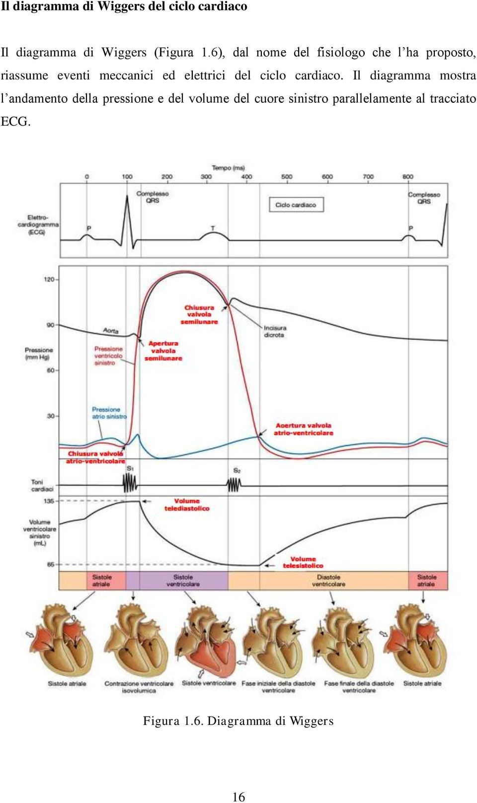 elettrici del ciclo cardiaco.