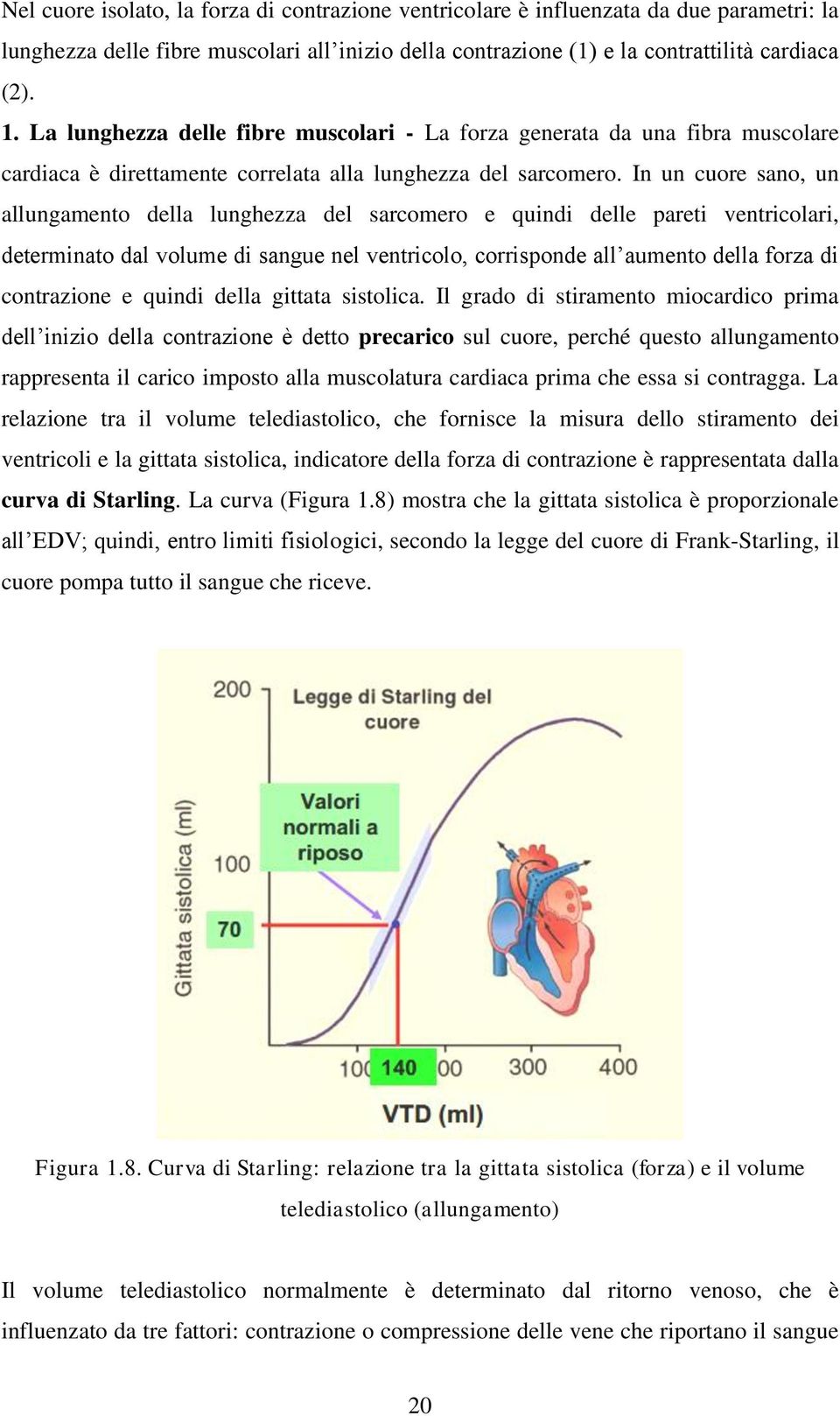 In un cuore sano, un allungamento della lunghezza del sarcomero e quindi delle pareti ventricolari, determinato dal volume di sangue nel ventricolo, corrisponde all aumento della forza di contrazione