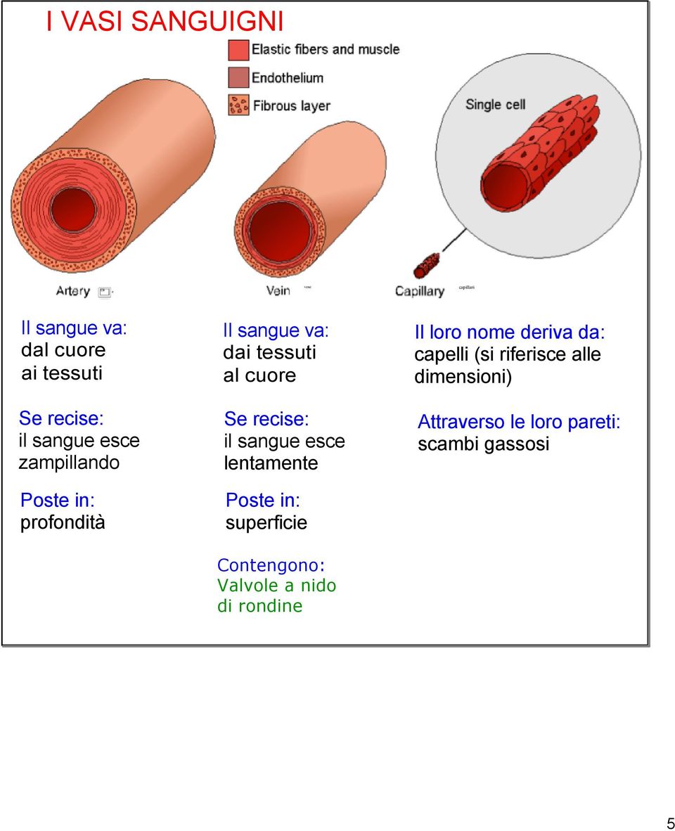 il sangue esce lentamente Poste in: superficie Contengono: Valvole a nido di rondine Il loro