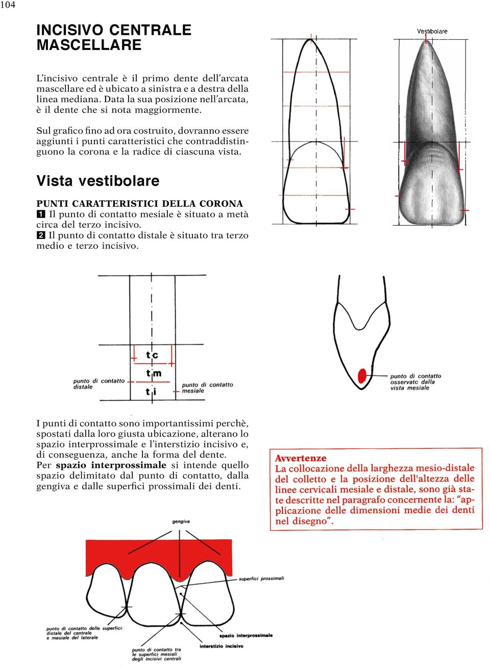 Sul grafico fino ad ora costruito, dovranno essere aggiunti i punti caratteristici che contraddistinguono la corona e la radice di ciascuna vista.