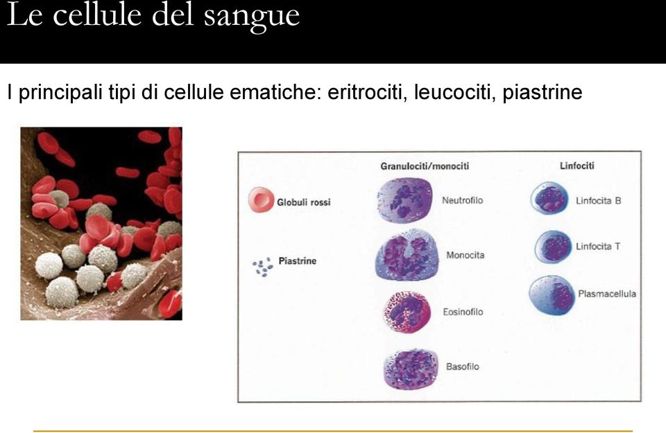 cellule ematiche: