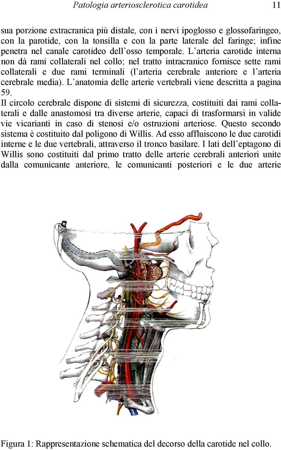 L arteria carotide interna non dà rami collaterali nel collo; nel tratto intracranico fornisce sette rami collaterali e due rami terminali (l arteria cerebrale anteriore e l arteria cerebrale media).