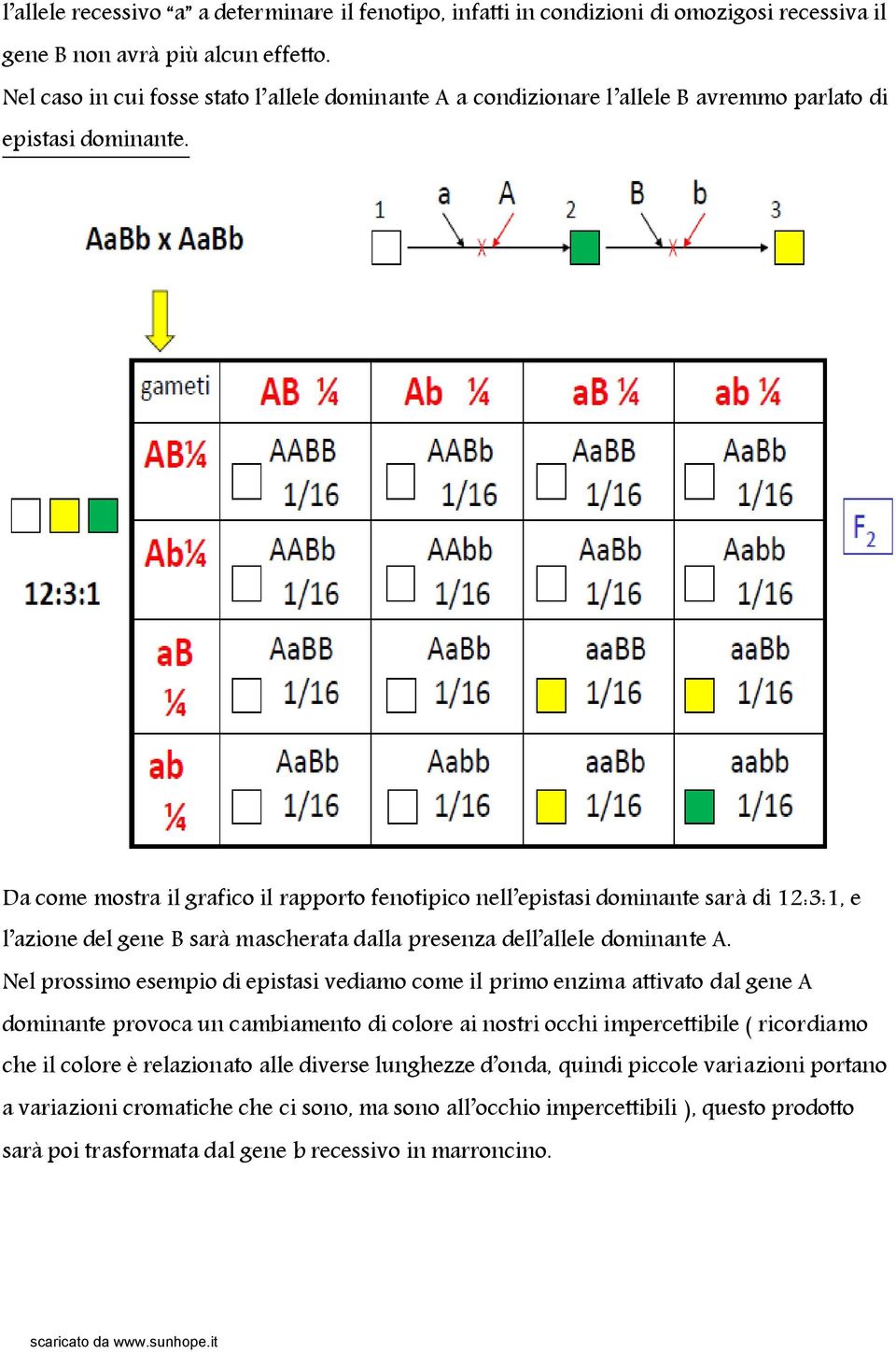 Da come mostra il grafico il rapporto fenotipico nell epistasi dominante sarà di 12:3:1, e l azione del gene B sarà mascherata dalla presenza dell allele dominante A.