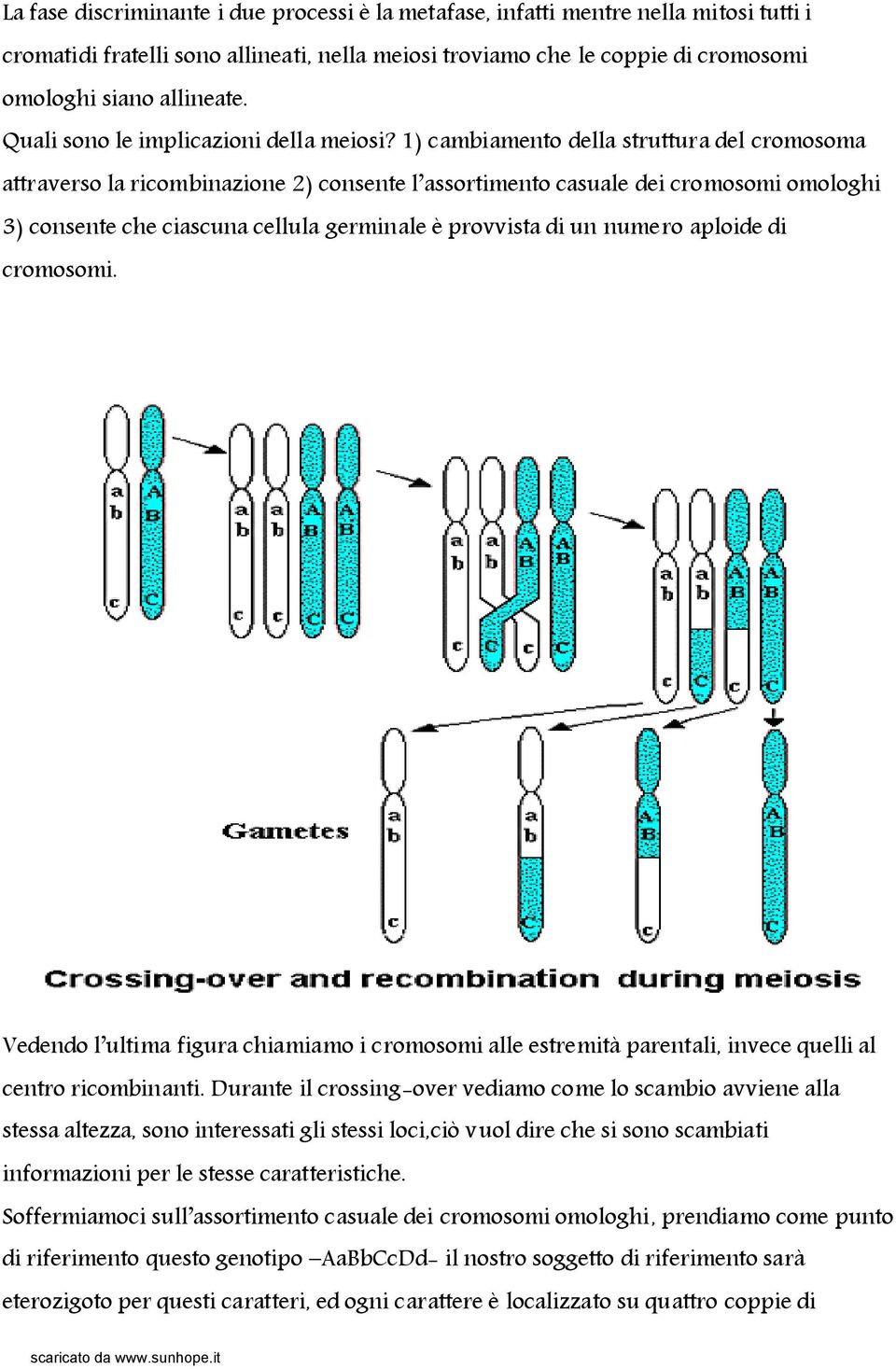 1) cambiamento della struttura del cromosoma attraverso la ricombinazione 2) consente l assortimento casuale dei cromosomi omologhi 3) consente che ciascuna cellula germinale è provvista di un numero