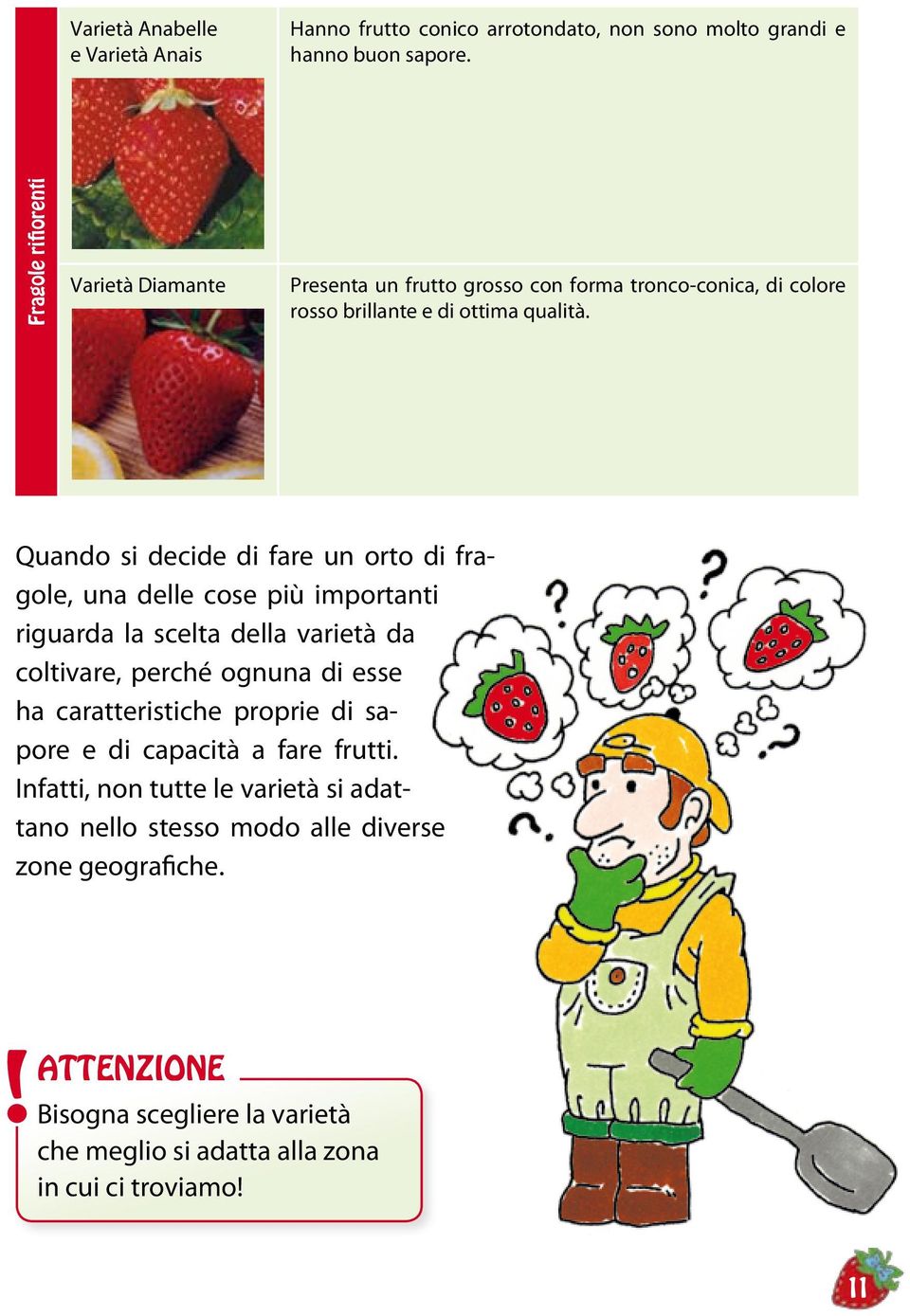 Quando si decide di fare un orto di fragole, una delle cose più importanti riguarda la scelta della varietà da coltivare, perché ognuna di esse ha