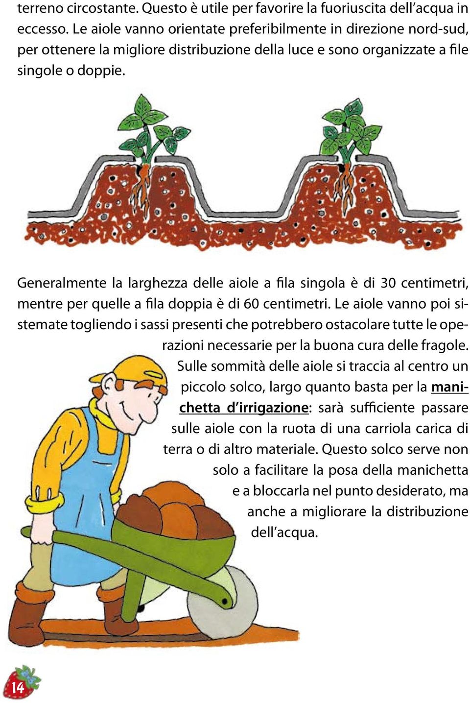 Generalmente la larghezza delle aiole a fila singola è di 30 centimetri, mentre per quelle a fila doppia è di 60 centimetri.