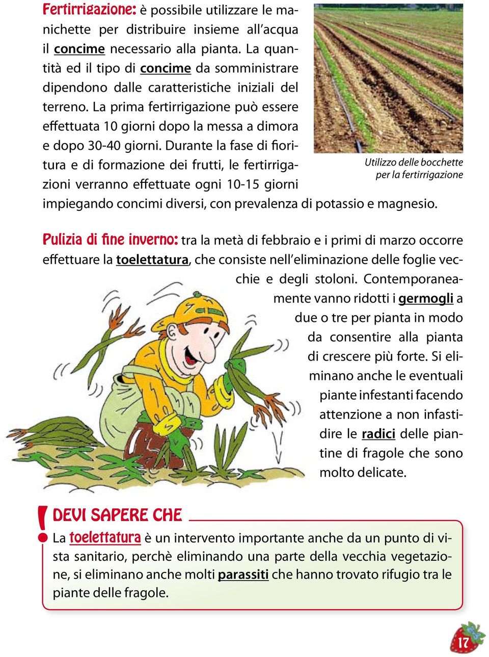 La prima fertirrigazione può essere effettuata 10 giorni dopo la messa a dimora e dopo 30-40 giorni.