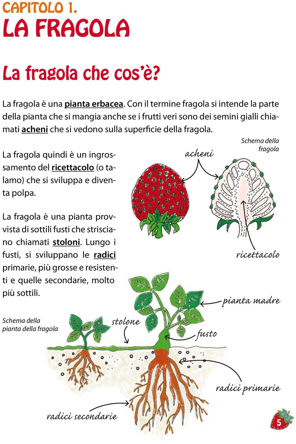 fragola. La fragola quindi è un ingrossamento del ricettacolo (o talamo) che si sviluppa e diventa polpa.