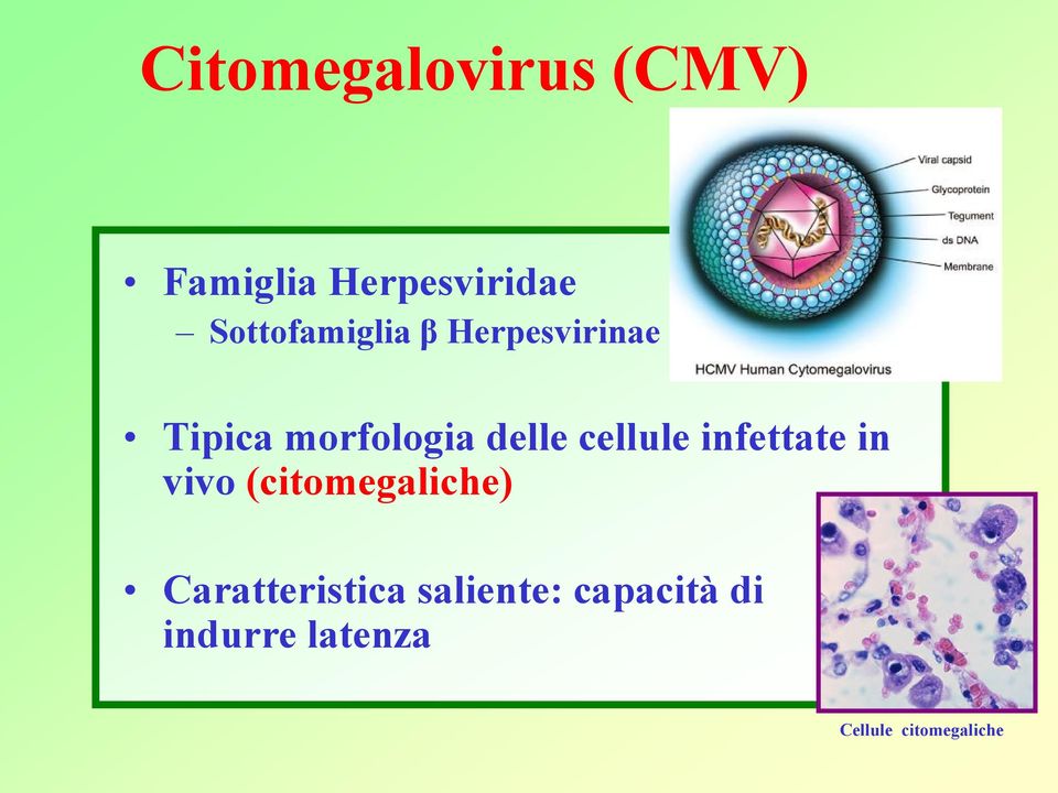 cellule infettate in vivo (citomegaliche)