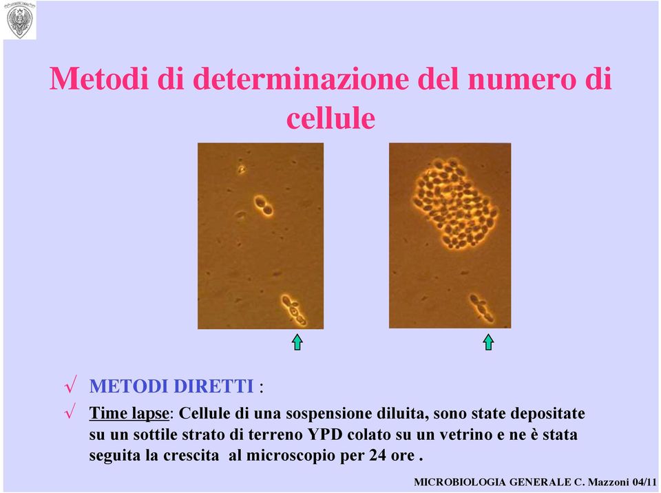 Time lapse: Cellule di una sospensione diluita, sono state