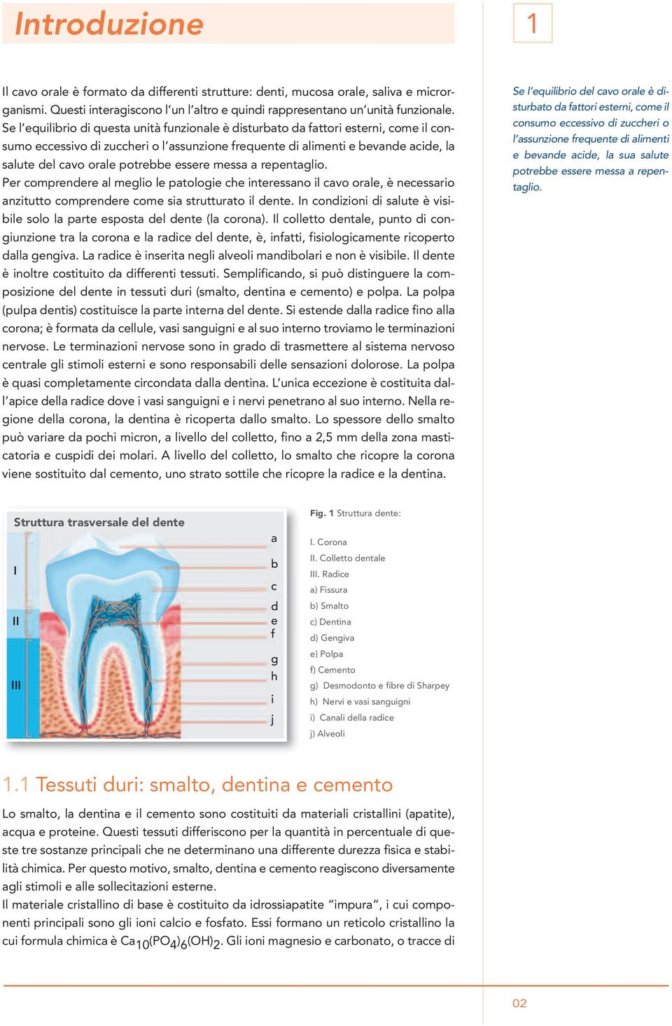 potrebbe essere messa a repentaglio. Per comprendere al meglio le patologie che interessano il cavo orale, è necessario anzitutto comprendere come sia strutturato il dente.