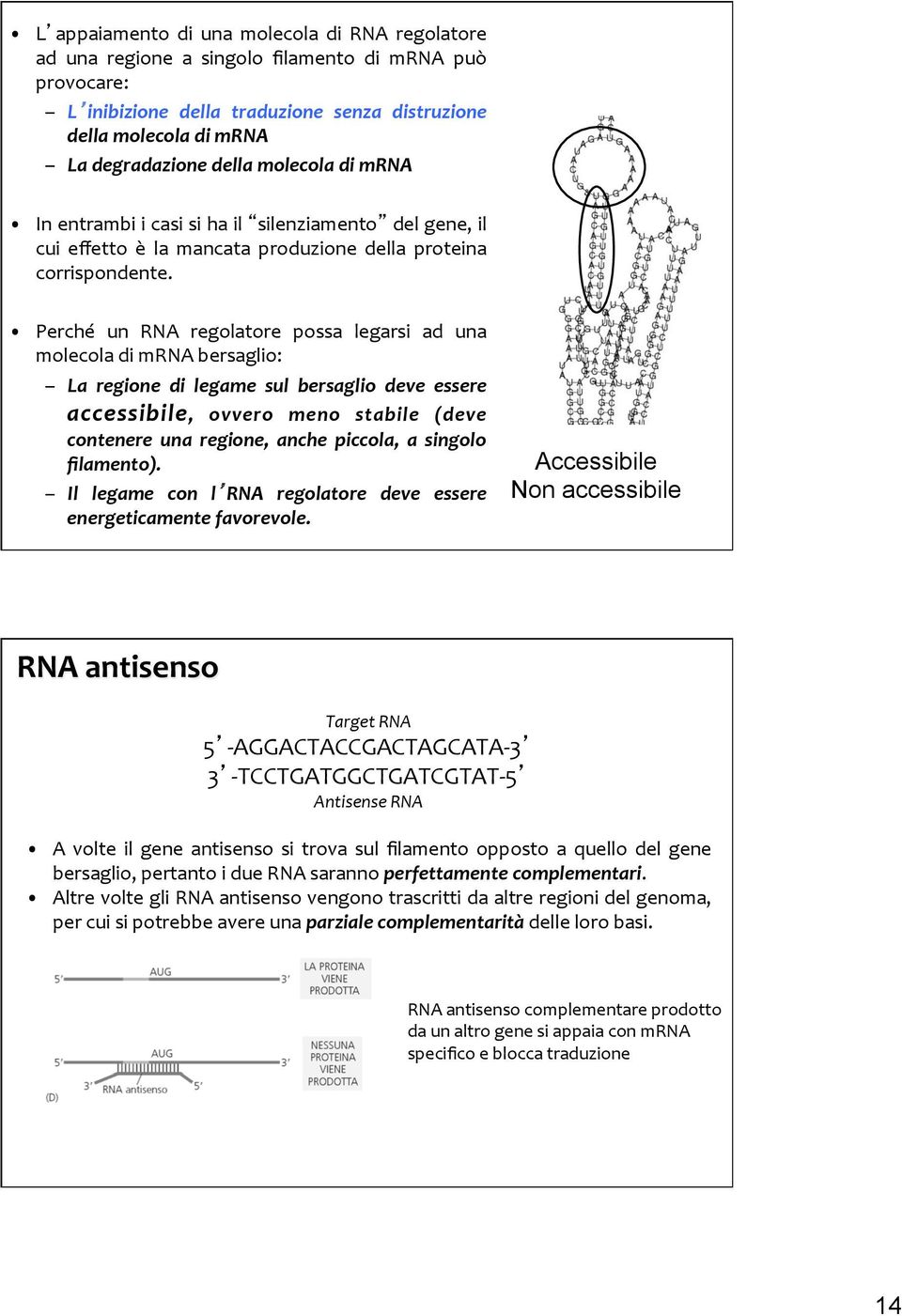 Perché un RNA regolatore possa legarsi ad una molecola di mrna bersaglio: La regione di legame sul bersaglio deve essere accessibile, ovvero meno stabile (deve contenere una regione, anche piccola, a