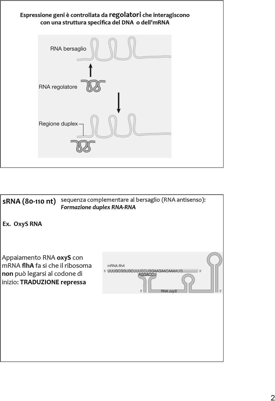 OxyS RNA sequenza complementare al bersaglio (RNA antisenso): Formazione duplex